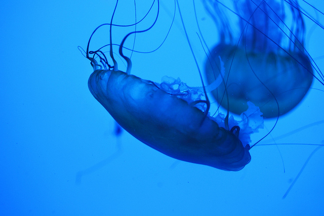 Post image for Jellyfish at the Boston Aquarium | Picture Massacusetts