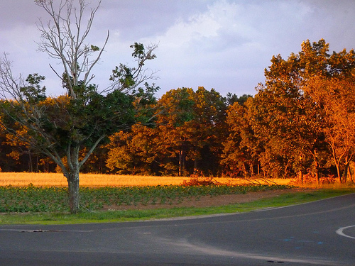 Post image for Foliage in Southwick | Picture Massachusetts