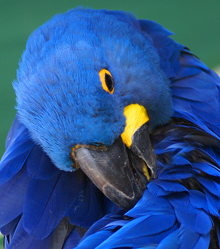Post image for Parrot at the Southwick Zoo | Picture Massachusetts