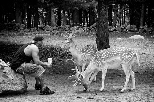 Post image for Feeding the Deer | Picture Massachusetts