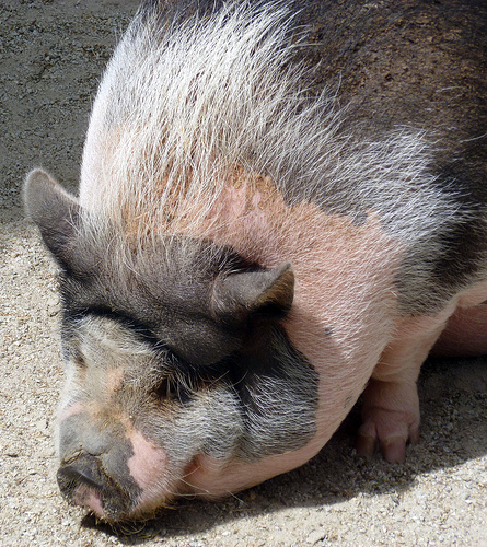 Post image for Pig At Southwick Zoo | Picture Massachusetts