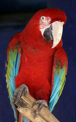 Post image for Red Parrot | Picture Massachusetts