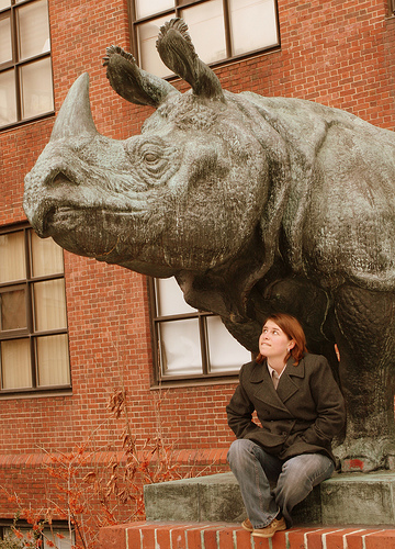 Post image for Rhino Statue in Boston | Picture Massachusetts