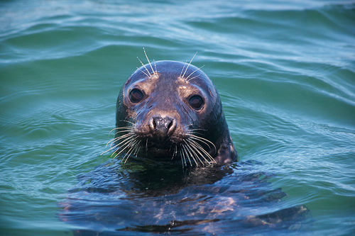 Post image for Seals in Nantucket | Picture Massachusetts