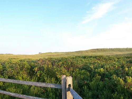 Post image for South Beach Dunes | Picture Massachusetts