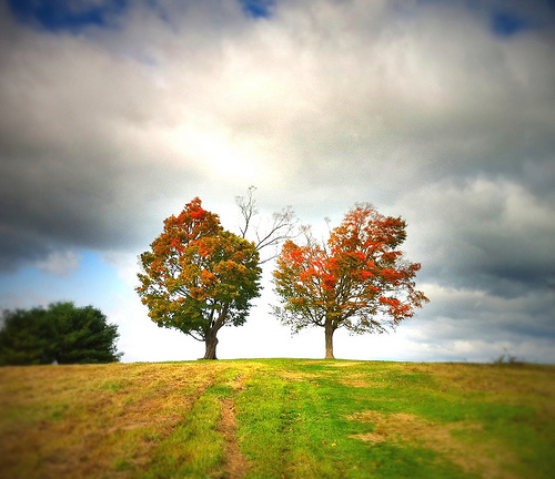 Post image for Two Maple Trees | Picture Massachusetts