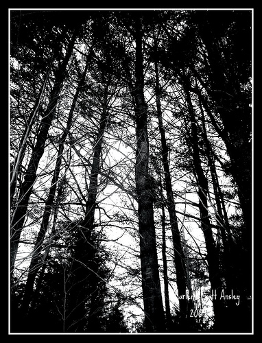 Post image for Hemlock Trees | Picture Massachusetts
